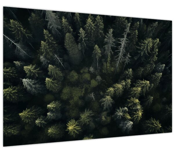 Tablou - Pădure (90x60 cm)