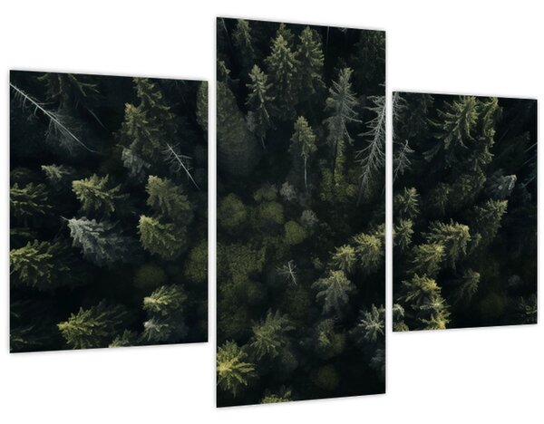 Tablou - Pădure (90x60 cm)