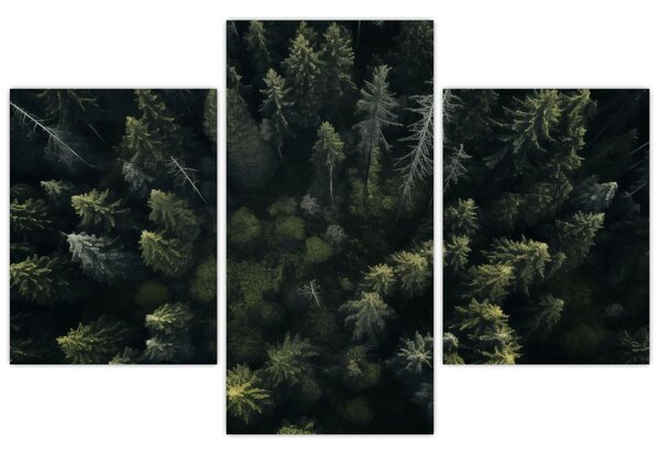 Tablou - Pădure (90x60 cm)