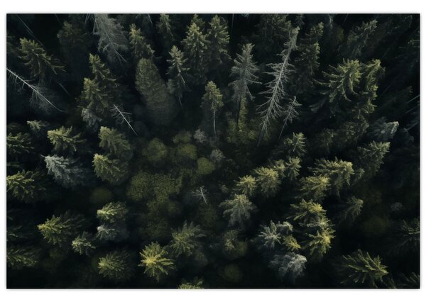 Tablou - Pădure (90x60 cm)