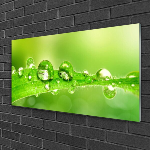 Tablou pe sticla Leaf Dewdrops Floral Verde