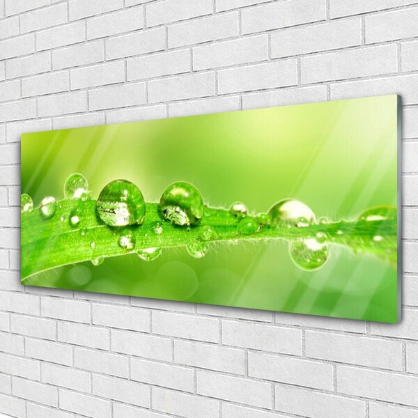 Tablou pe sticla Leaf Dewdrops Floral Verde