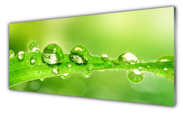 Tablou pe sticla Leaf Dewdrops Floral Verde