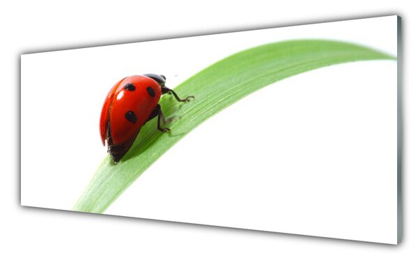 Tablou pe sticla Ladybird Beetle Natura Verde Roșu Negru