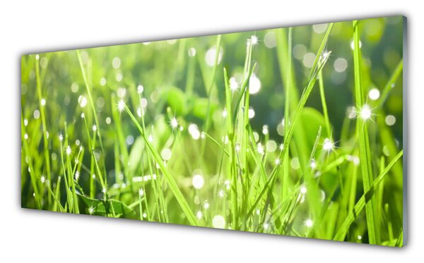 Tablou pe sticla Iarbă Natura verde