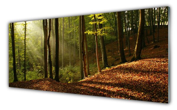 Tablou pe sticla Natural Pădurea Verde Maro