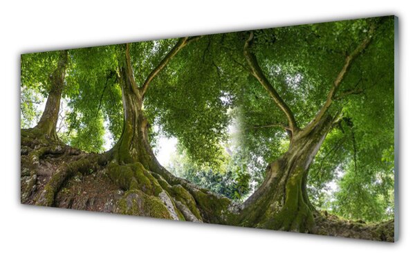 Tablou pe sticla Copaci Natura Brun Verde