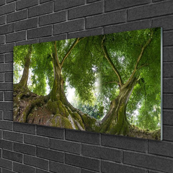 Tablou pe sticla Copaci Natura Brun Verde