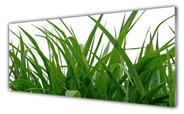 Tablou pe sticla Iarbă Natura verde