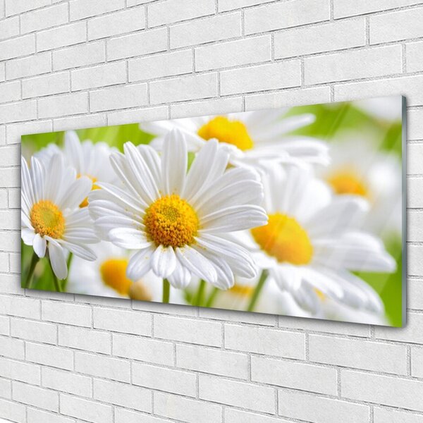 Tablou pe sticla Daisy Floral Galben Alb