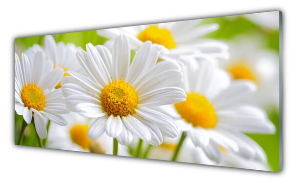Tablou pe sticla Daisy Floral Galben Alb
