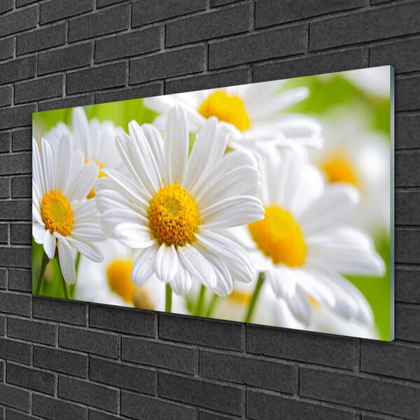 Tablou pe sticla Daisy Floral Galben Alb
