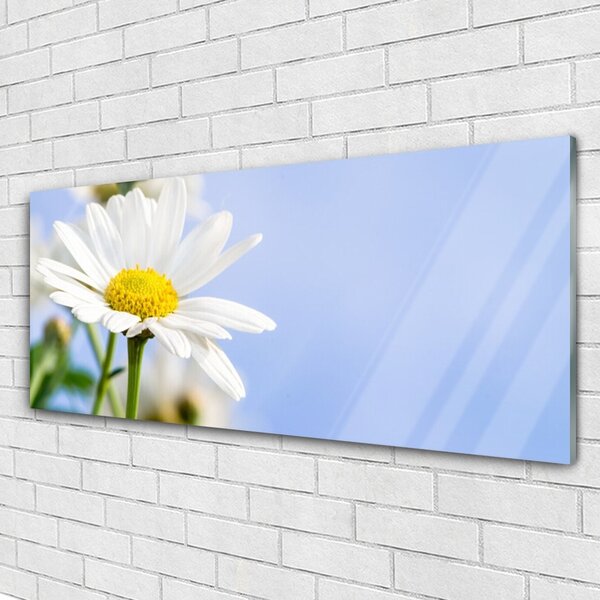 Tablou pe sticla Daisy Floral Galben Alb