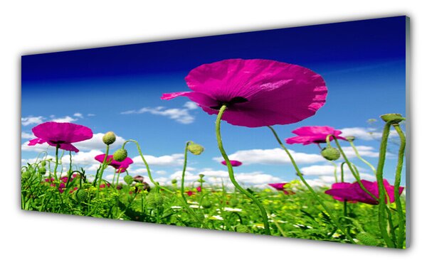 Tablou pe sticla Flori Meadow Natura Roșu Verde