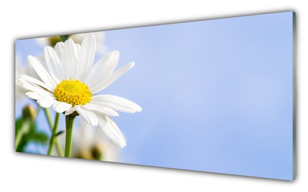 Tablou pe sticla Daisy Floral Galben Alb