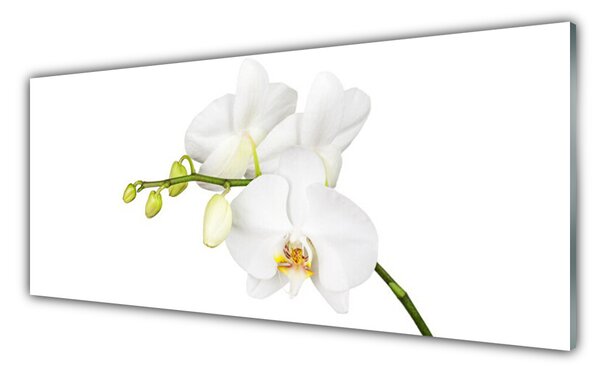 Panou sticla bucatarie Flori Floral alb