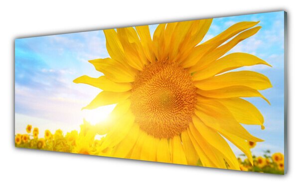 Panou sticla bucatarie Floarea soarelui Floral Galben