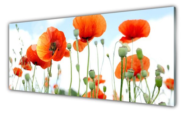 Tablou pe sticla Maci Floral Red