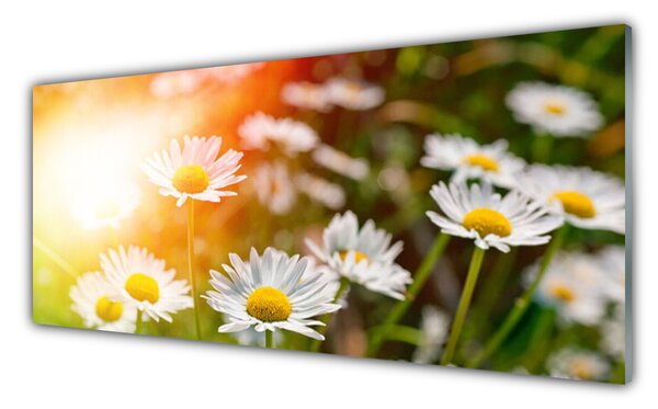 Tablou pe sticla Daisy Floral Galben Alb Verde
