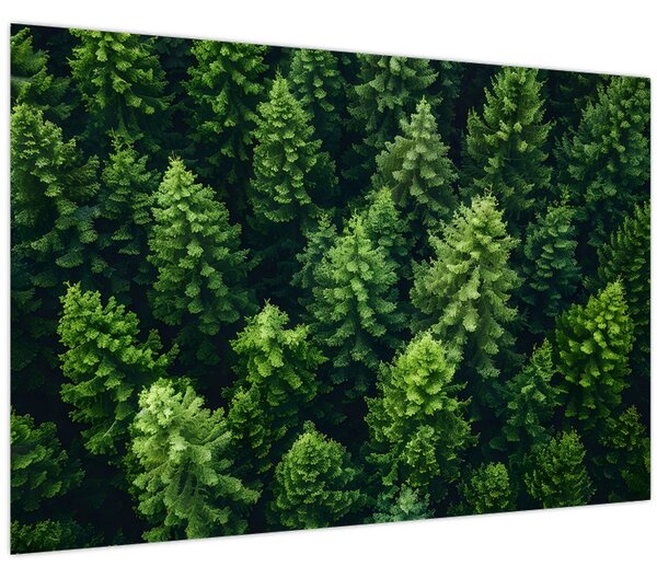 Tablou - Pădure (90x60 cm)