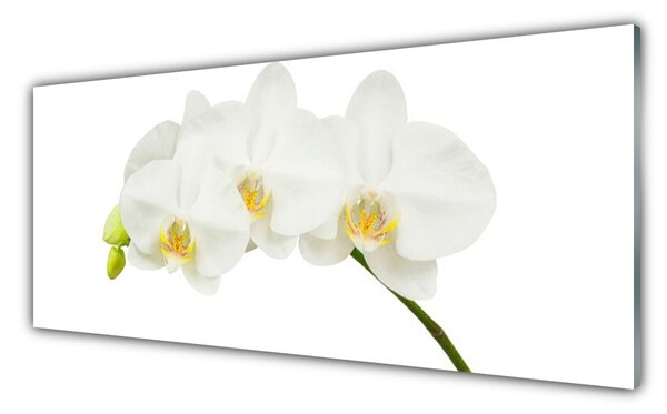 Panou sticla bucatarie Flori Floral alb