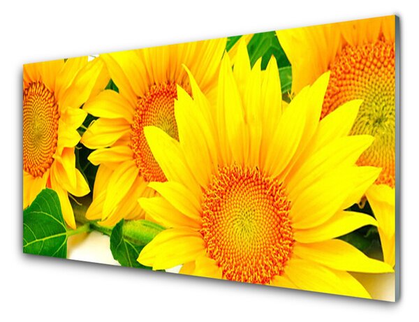 Tablou pe sticla Floarea soarelui Floral Galben