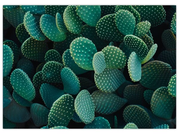 Tablou - Opuntia (70x50 cm)