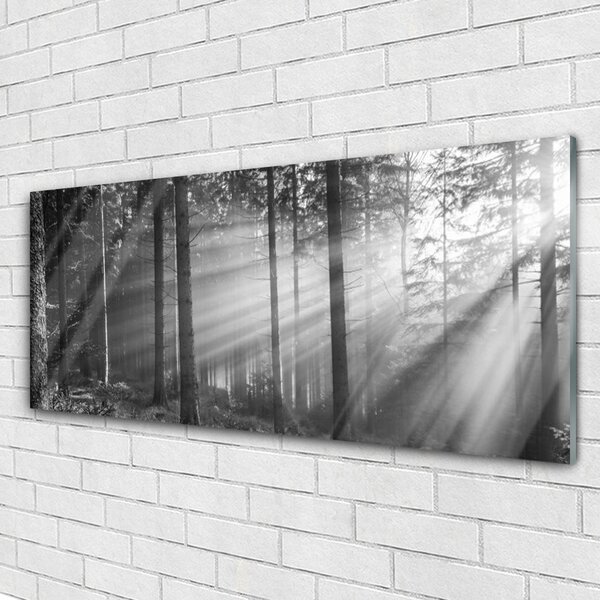 Tablou pe sticla Forest Nature Gray