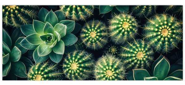 Tablou - Cactuși (120x50 cm)