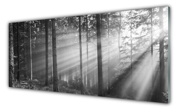 Tablou pe sticla Forest Nature Gray