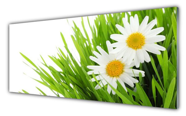 Tablou pe sticla Iarbă Margarete Floral Verde Galben Alb
