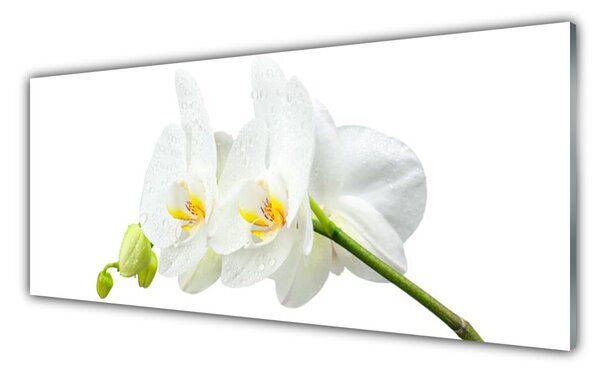 Panou sticla bucatarie Flori Floral alb