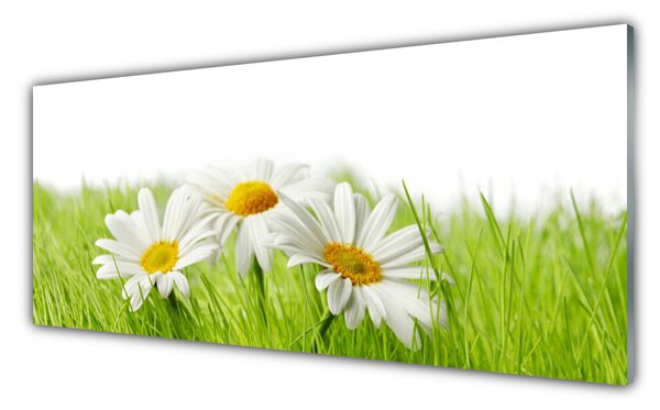Tablou pe sticla Iarbă Margarete Floral Alb Verde