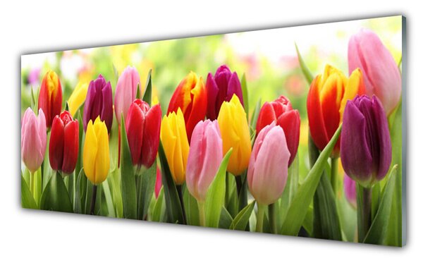 Tablou pe sticla Lalele Floral Roz Roșu Galben