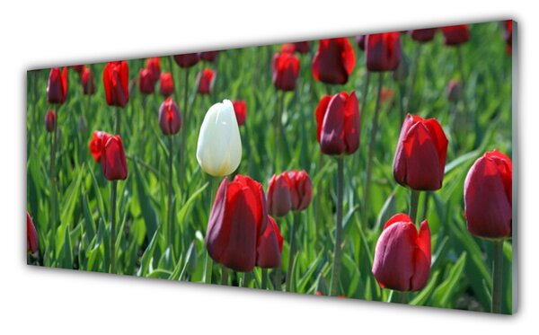 Panou sticla bucatarie Lalele Floral Roșu Alb Verde