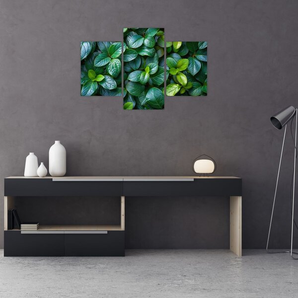 Tablou - Plante verzi (90x60 cm)