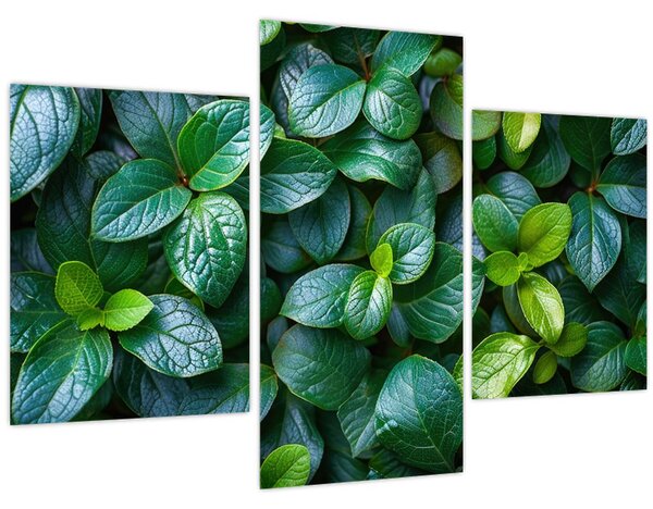 Tablou - Plante verzi (90x60 cm)