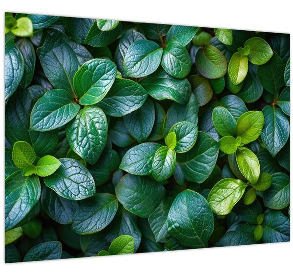 Tablou - Plante verzi (70x50 cm)