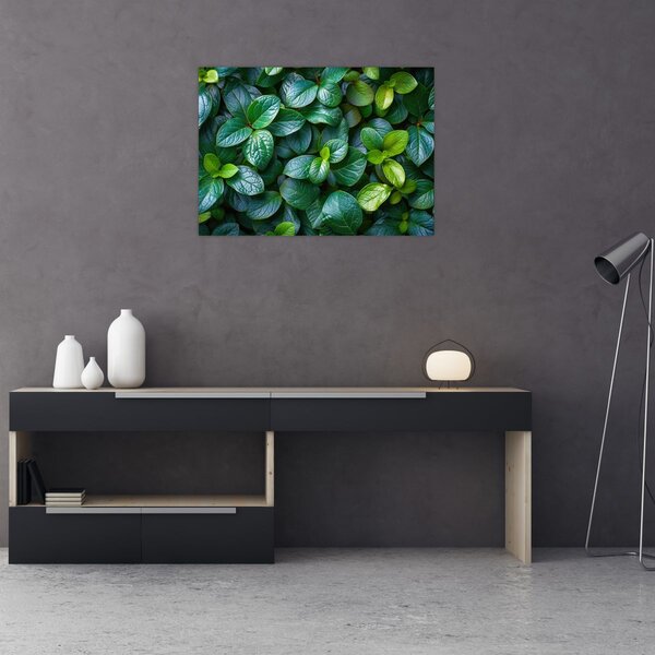 Tablou - Plante verzi (70x50 cm)