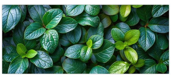 Tablou - Plante verzi (120x50 cm)