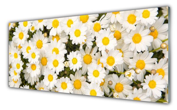 Tablou pe sticla Daisy Floral Galben Alb