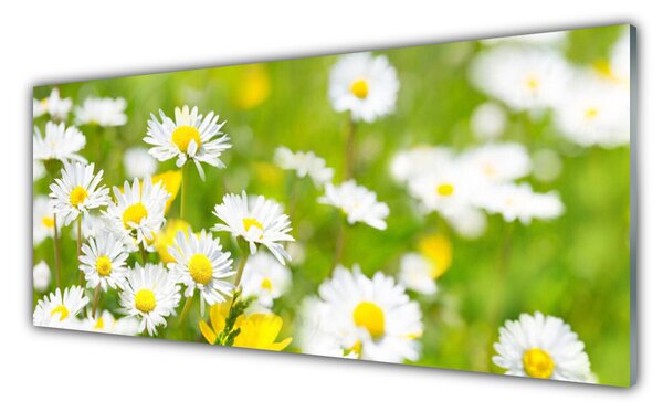 Tablou pe sticla Daisy Floral Galben Alb