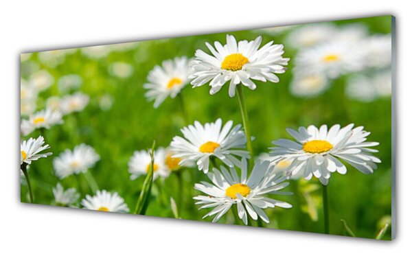 Tablou pe sticla Daisy Floral Galben Alb