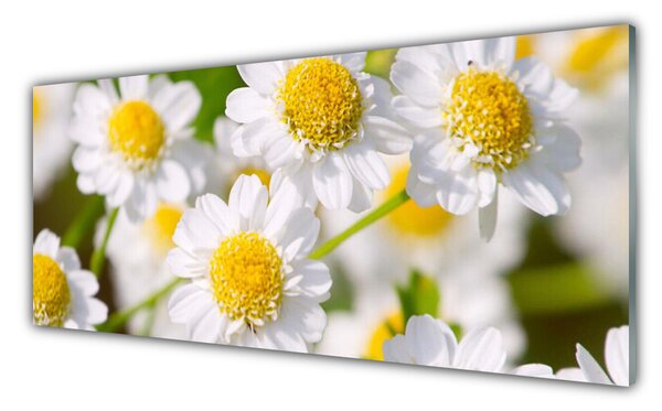 Panou sticla bucatarie Daisy Floral Galben Alb