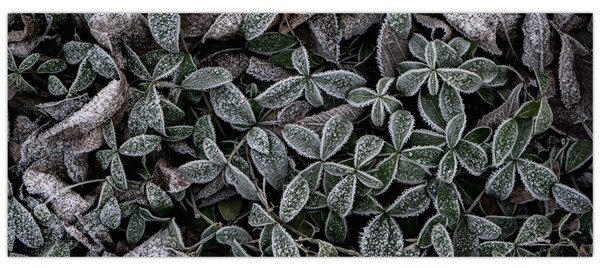 Tablou - Plante înghețate (120x50 cm)