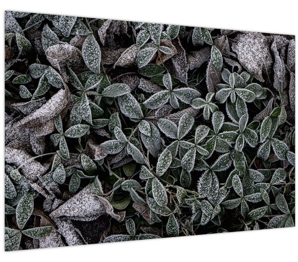 Tablou - Plante înghețate (90x60 cm)
