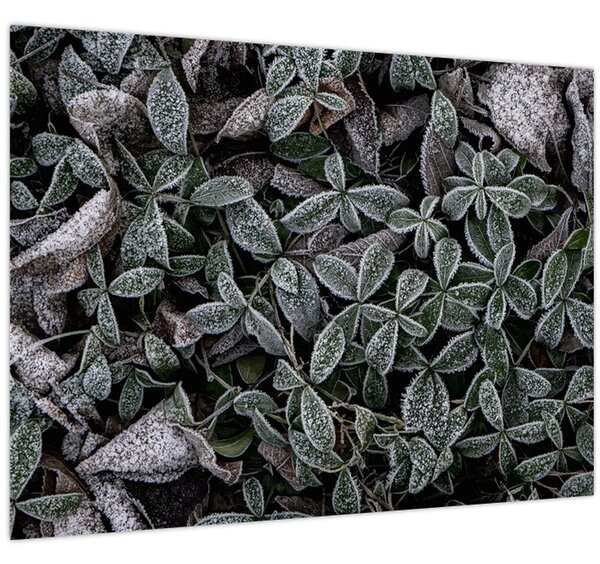 Tablou - Plante înghețate (70x50 cm)