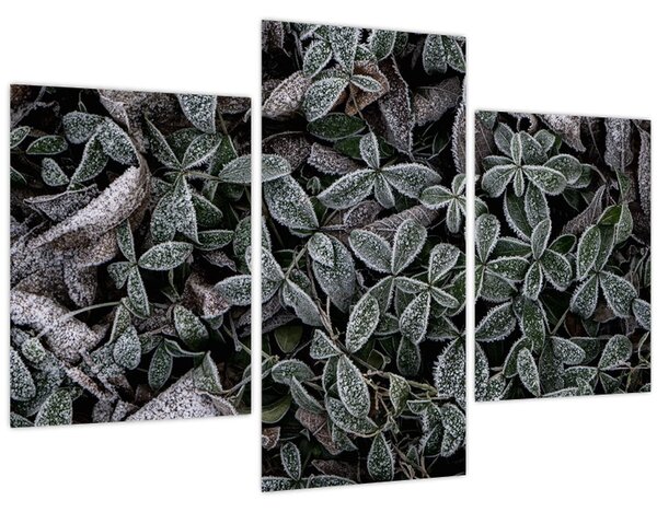 Tablou - Plante înghețate (90x60 cm)