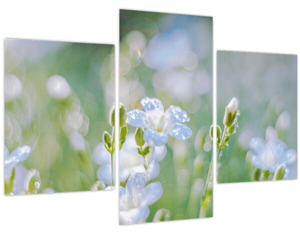 Tablou - Flori delicate (90x60 cm)
