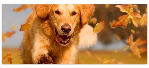 Tablou - Golden Retriever (120x50 cm)